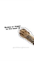 swipe to the beat :3 #fyp #fypシ #catanimation 