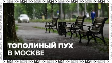 Тополиный пух в Москве: когда исчезнет и почему его поджигать опасно