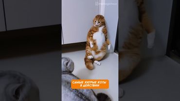 Это был не я, честно! — Убойная нарезка кото-подстав 😹