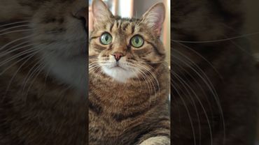 Чистая совесть 🐱🤗😉🤣 #cat #кот #юмор #приколы #котушка #цитаты