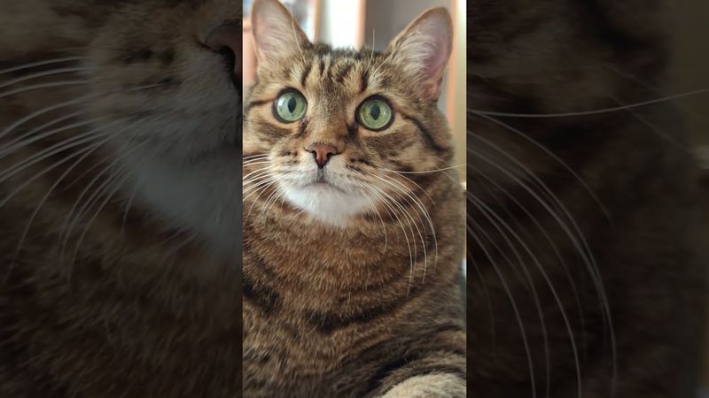 Чистая совесть 🐱🤗😉🤣 #cat #кот #юмор #приколы #котушка #цитаты