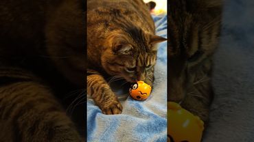 Нашёл мину 🙀😉🤔🤣 #cat #кот #юмор #котушка #приколы #цитаты