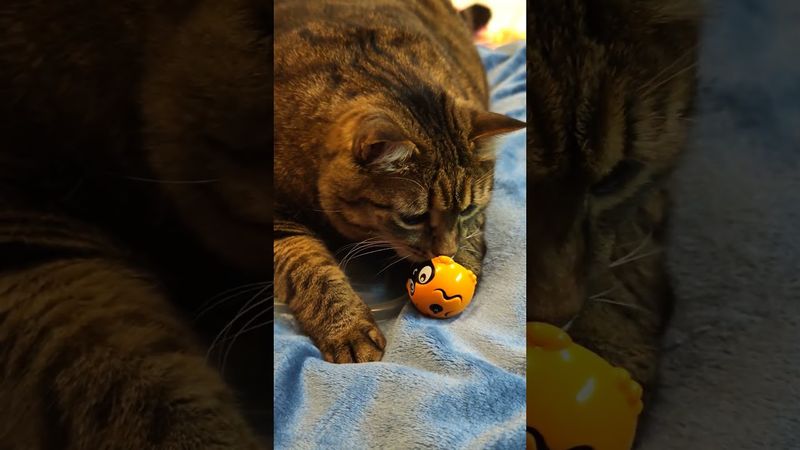 Нашёл мину 🙀😉🤔🤣 #cat #кот #юмор #котушка #приколы #цитаты