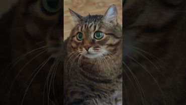 Сказать пришел? 🤔🙀😉👍 #cat #кот #юмор #приколы #котушка #котики