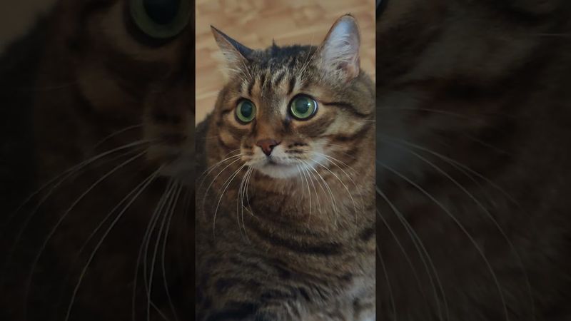 Сказать пришел? 🤔🙀😉👍 #cat #кот #юмор #приколы #котушка #котики