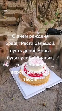@bombpiska #сднемрождения #брад #обезьяна #манки #макака #бибизьянка ...