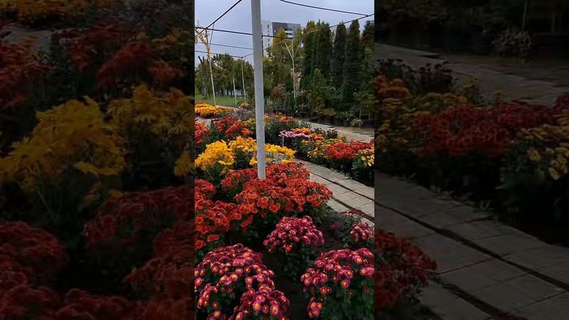 Бал хризантем в Харьковском ботаническом саду Каразинского университета. 14.10.2025