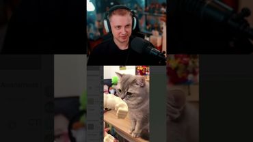 руки для кота #стинт #stint #stintik #прикол #реакция