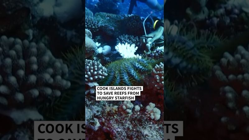 Cook Islands wages war on hungry starfish | AFP #shorts
