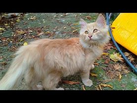 #Славянск. 8 октября 2025г. Вечер.