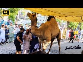 Big camel qurbani 2025 wapda town