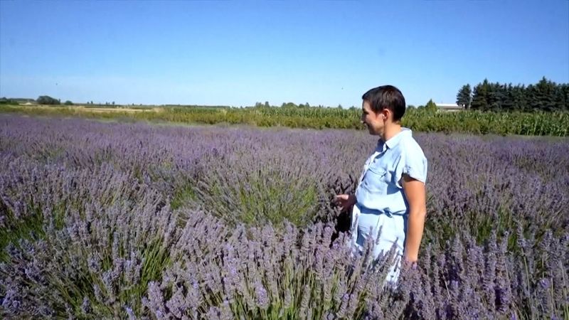 Жара помогает польским фермерам выращивать лаванду