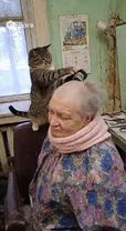 Кот обрил бабку  #кот#котпарикмахер#трешсалон#бабка