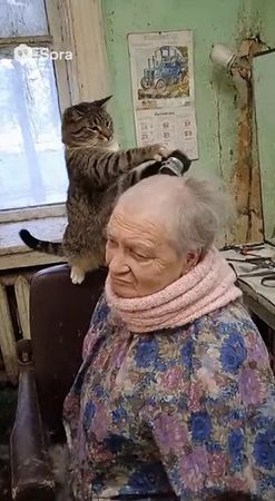 Кот обрил бабку  #кот#котпарикмахер#трешсалон#бабка