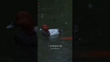 你就是會越來越順的，越來越好的！#治癒 #茶生活 #情感共鳴 #茶人茶事茶生活 #提升自己 #運勢 #正能量 #玄學 #人生感悟 #人間清醒 #思維認知