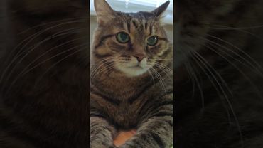 Нет идеальной женщины 💃🙀🤔🤣 #cat #кот #юмор #котушка #приколы #цитаты