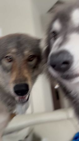 It’s about to get cold here. We are super excited #❄️#🐺 #❤️ #shenanig...