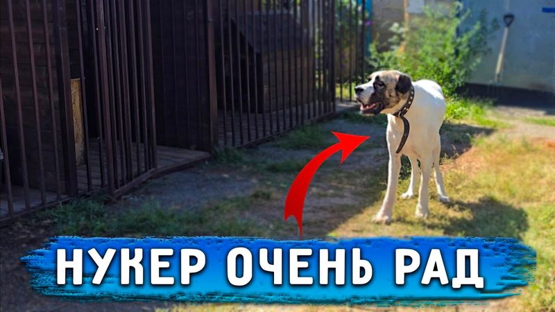 Перевозим Вольеры на участок. Продаю дом в городе. Что случилось и почему? Новости