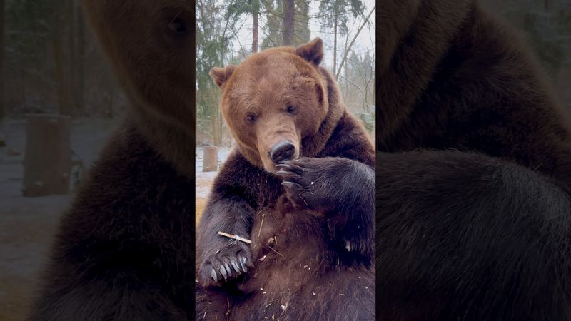 Bear-y Delicious. #Moscowbear