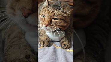 Около тебя 😻🤗😉🤩❤ #cat #кот #котушка #приколы #кавер #cover