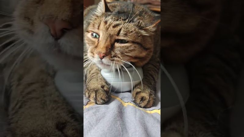 Около тебя 😻🤗😉🤩❤ #cat #кот #котушка #приколы #кавер #cover