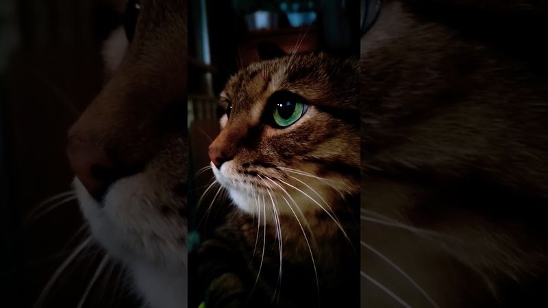 Замурчательно🐱🤫😻😍 #cat #кот #котушка #котики #приколы