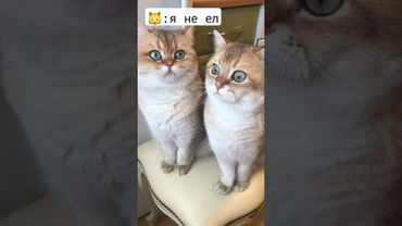 кто ел печенюшки? 😂 #рек #юмор #котики
