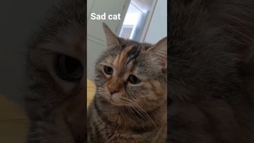 sad cat #sad #cat #cryingcat #meow #funnycat #cutecat #shortvideos #shorts #youtube #moyy_editt