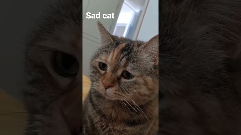 sad cat #sad #cat #cryingcat #meow #funnycat #cutecat #shortvideos #shorts #youtube #moyy_editt