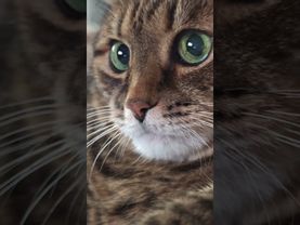 Одностороннее движение ⬆️🙀🤔🤣 #cat #кот #юмор #котушка #приколы #цитаты #смех