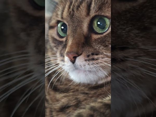 Одностороннее движение ⬆️🙀🤔🤣 #cat #кот #юмор #котушка #приколы #цитаты #смех