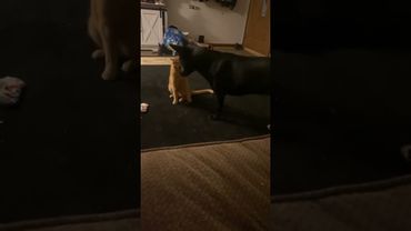 Cute WWE 😍 Funny Animal Funny Videos 2023 😂 #Funnycats #Viralshorts #cutecats #Pets #Animals