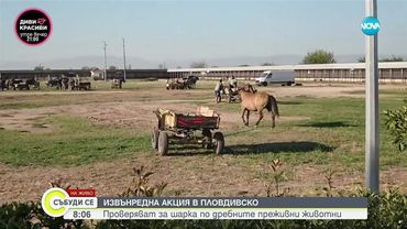 БАБХ и МВР с извънредна проверка в Пловдивско заради шарката по дребните преживни животни