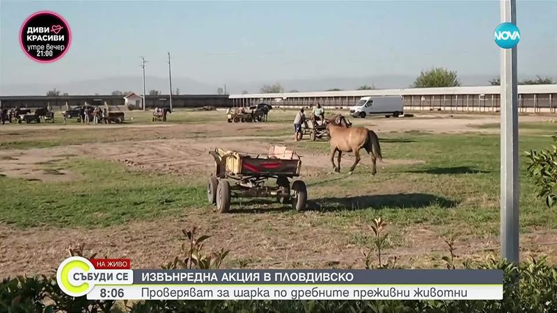 БАБХ и МВР с извънредна проверка в Пловдивско заради шарката по дребните преживни животни