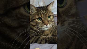 Шаг влево 🙀🤔🤗🤣#cat #кот #юмор #котушка #приколы #цитаты