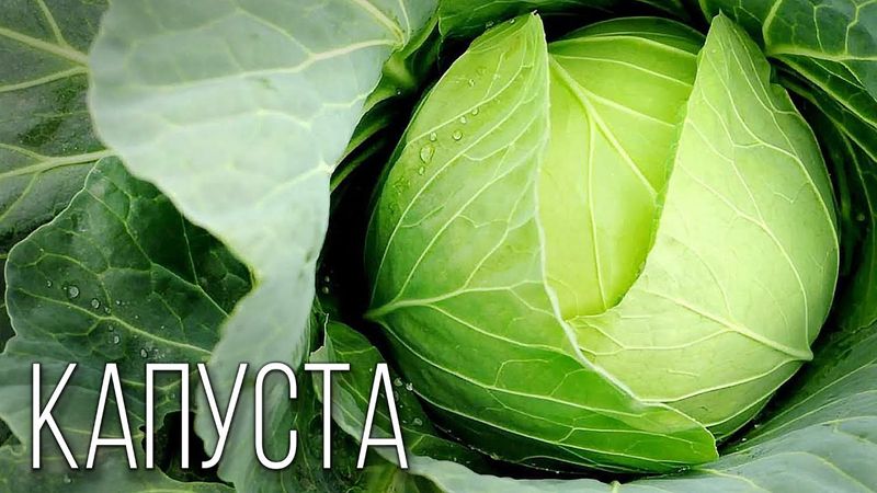 Капуста: Многоликая Помощница | Интересные факты про капусту