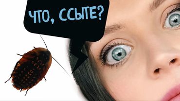 Таракан для Дорна