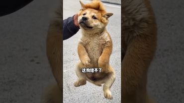 老辈子传下来的挑狗口诀，挑出你的梦中情狗！#dog #tips #share