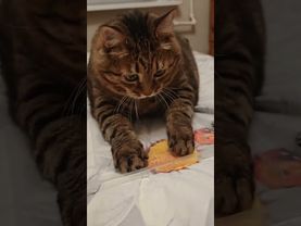 Узел 🪢🙀😉🤣 #cat #кот #юмор #котушка #приколы #цитаты #прикольныекоты