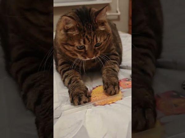 Узел 🪢🙀😉🤣 #cat #кот #юмор #котушка #приколы #цитаты #прикольныекоты