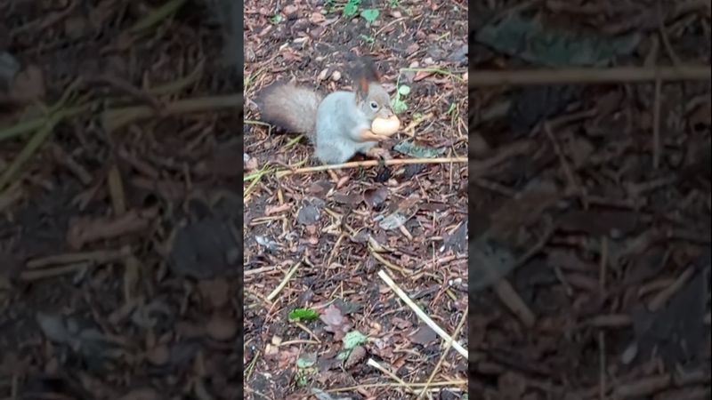 28.11.25. угощаю белочек орехами у дальних кормушек