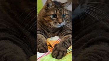 В двух местах 🙀😳🤔🤣 #cat #кот #юмор #котушка #приколы #цитаты #смех