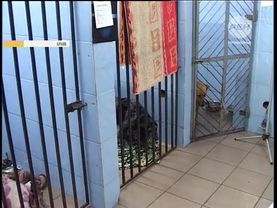 РЕН ТВ Закон о безнадзорных животных