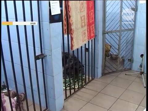 РЕН ТВ Закон о безнадзорных животных