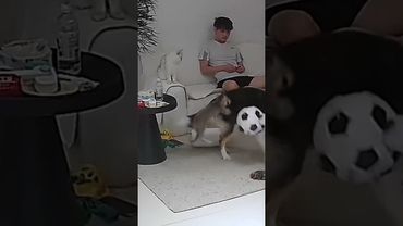 Cat and dog #dog #cat