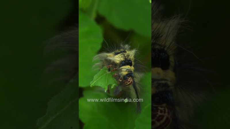 Chomping down and chowing: Caterpillar seen in time lapse, widfilmsindia Jabbarkhet