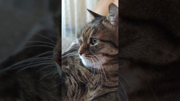 Анализ 🤔😉😺🤣 #cat #кот #юмор #котушка #приколы #цитаты #смех