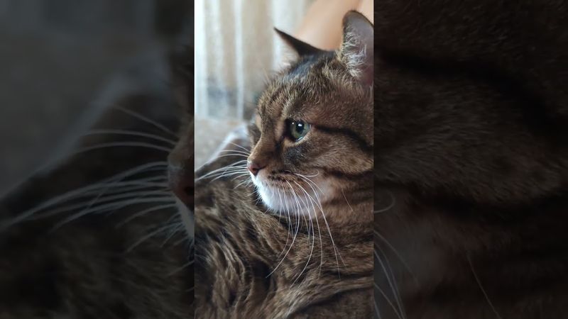 Анализ 🤔😉😺🤣 #cat #кот #юмор #котушка #приколы #цитаты #смех