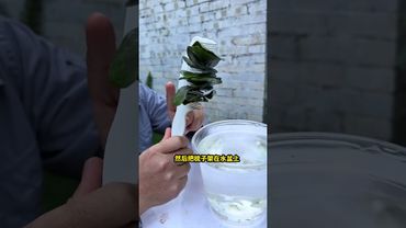 批量扦插 #扦插 #蝴蝶蘭 #金錢樹 #月季 簡單又能批量扦插的技巧，想養很多花那就學起來