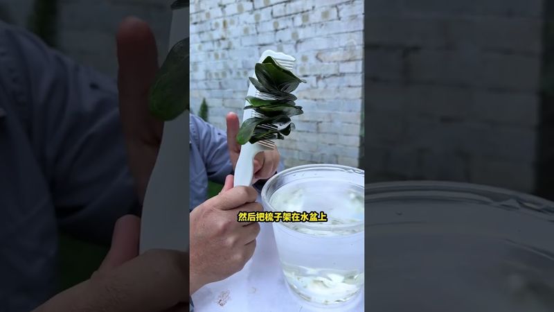 批量扦插 #扦插 #蝴蝶蘭 #金錢樹 #月季 簡單又能批量扦插的技巧,想養很多花那就學起來